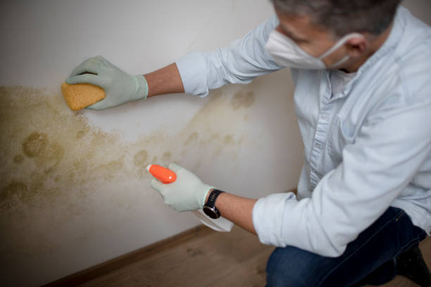 Best White Mold Remediation in Woodville, OH